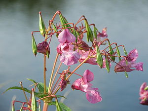 Drüsiges Springkraut (Impatiens glandulifera), Blütenregion mit Früchten